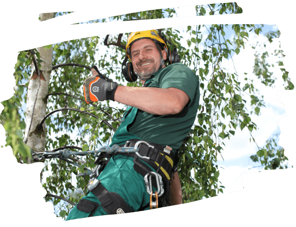 Tree Surgery North Sheen