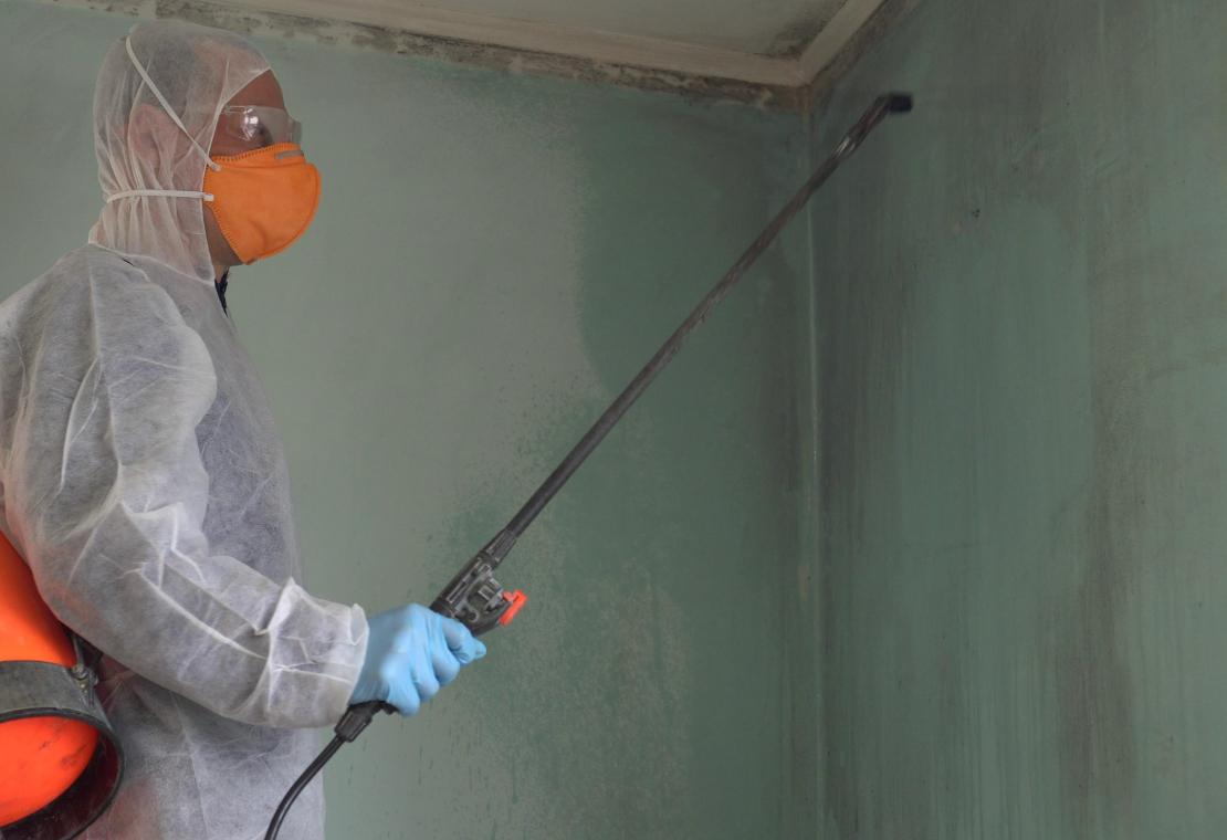black-mould-removal black mould removal