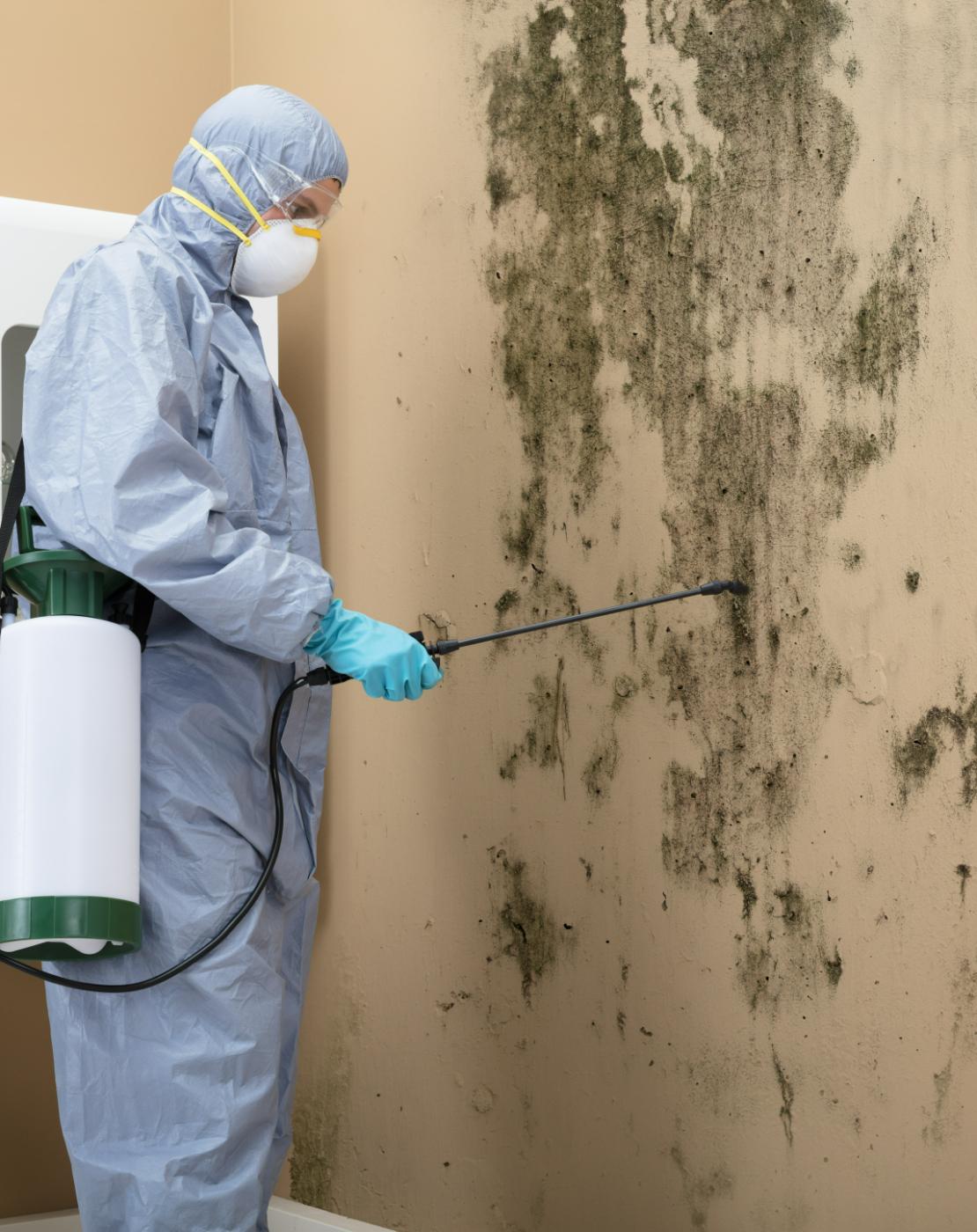 mould-removal-service mould removal